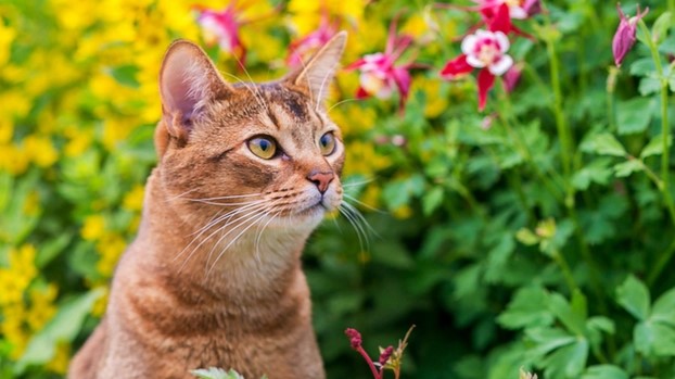 Ado O De Gatos Conselhos Para Adotar Um Gato Purina